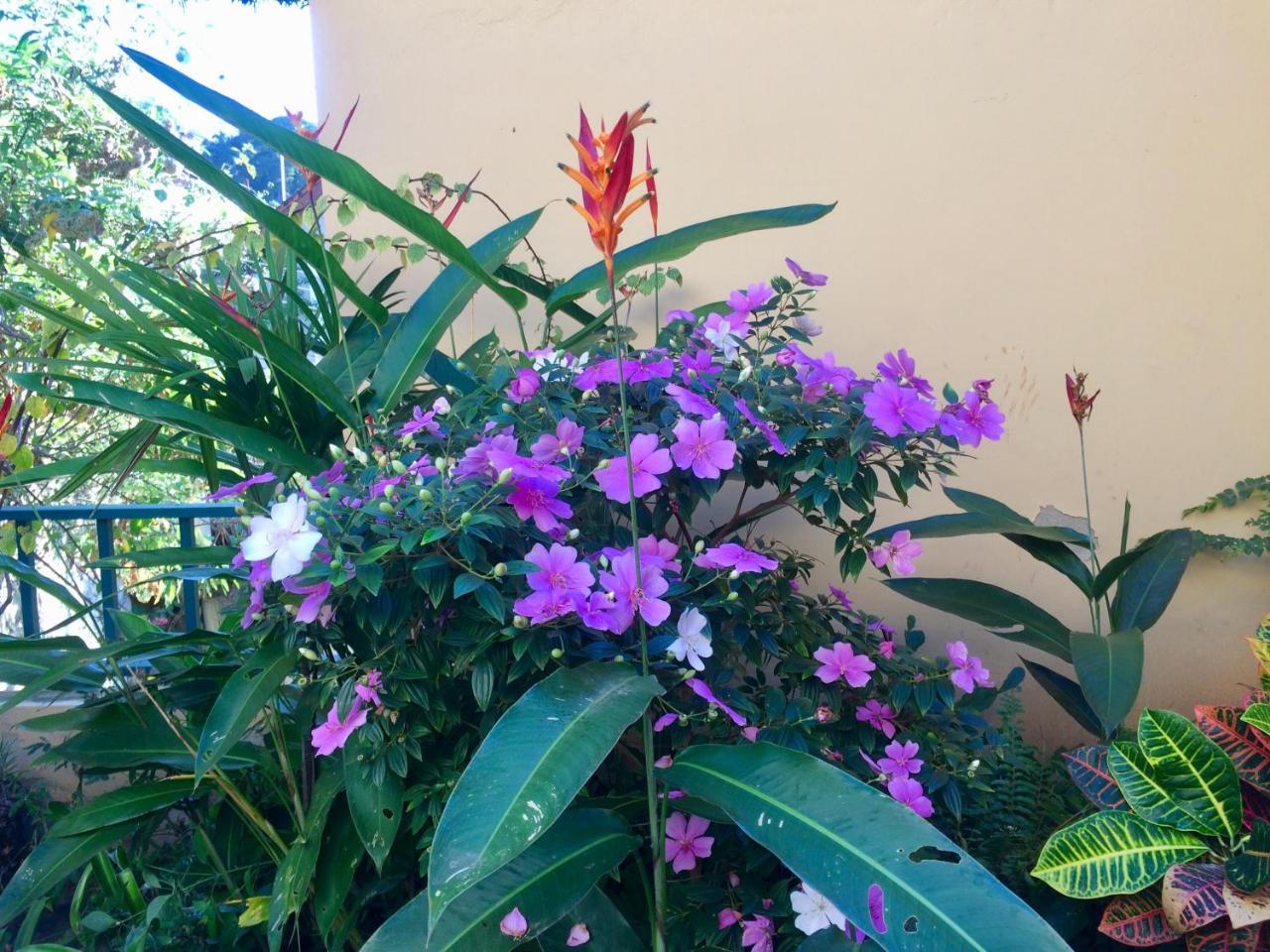 Casa Igba Bed & Breakfast Rio de Janeiro Ngoại thất bức ảnh